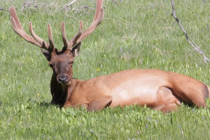 Bull Elk - Yellowstone National Park